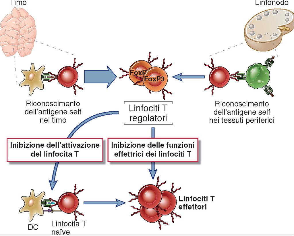 LINFOCITI T REGOLATORI Vengono generati per generare gli antigeni self nel timo e nei