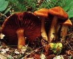 AVVELENAMENTO DA INGESTIONE DI FUNGHI TOSSICI Cortinarius orellanus DOSE LETALE: (adulto) 40-50 grammi di fungo.