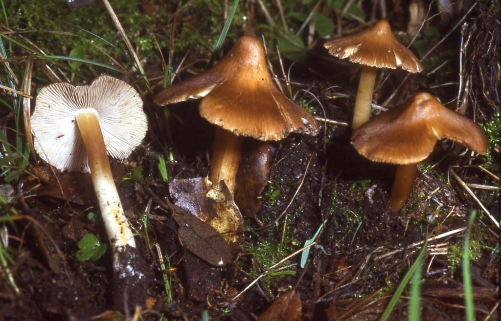 Inocybe