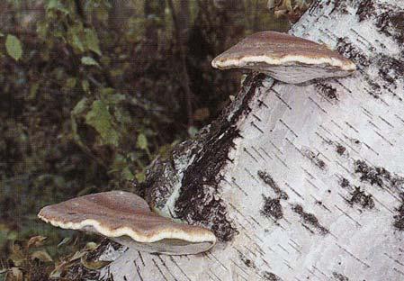 (Piptoporus betulinus) usato come