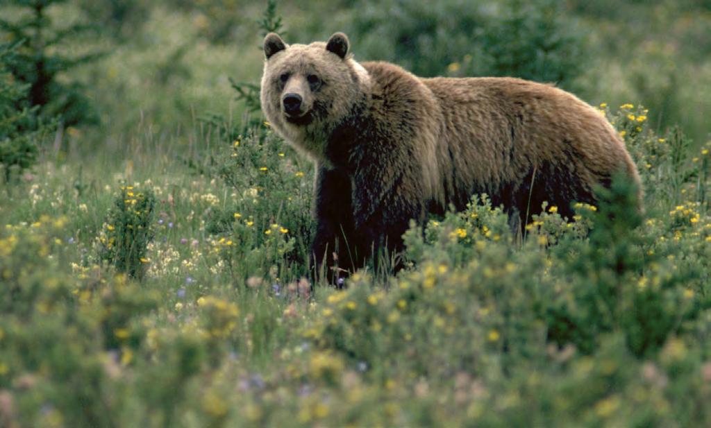 Gli orsi grizzly della costa pacifica Spirit Bear Lodge nel cuore della foresta pluviale E' un lodge operato dalla comunità nativa di Kitasool/ Xai xais, situata nel cuore della Great Bear Forest il