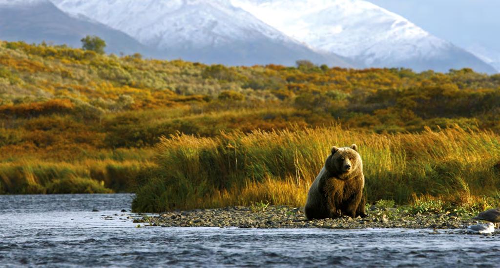 Orsi e Denali, i big dell Alaska Osservazione orsi: escursioni giornaliere Da Anchorage : Lake Clark flight safari Periodo osservazione: 1/8-15/9 Durata: 10-12 ore partenza ore 08.