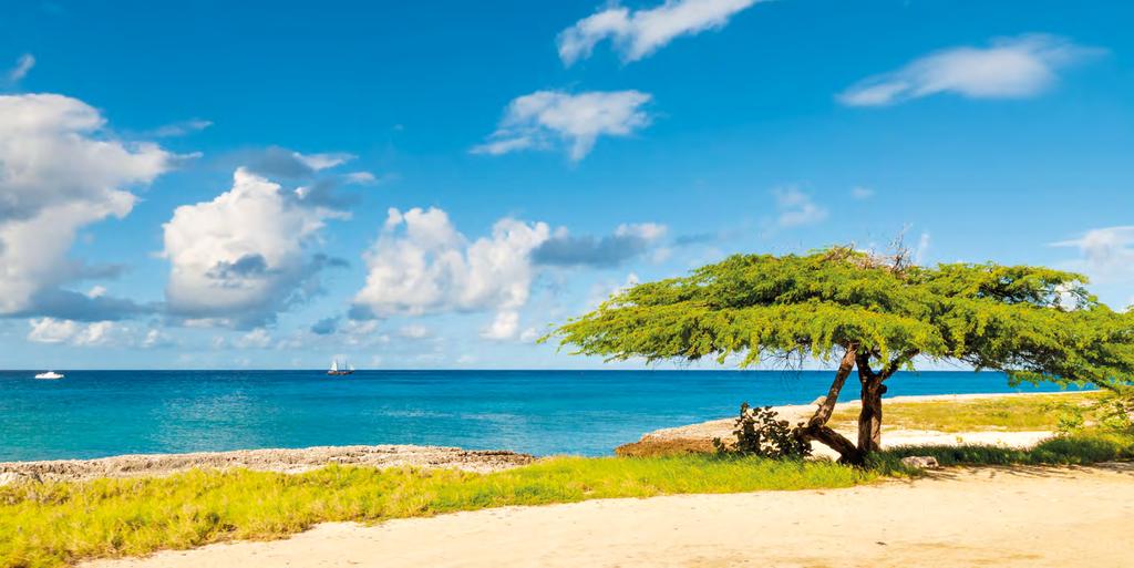Aruba offre chilometri di spiagge bianche incontaminate ed acque cristalline (con visibilità talvolta fino a 30 metri!