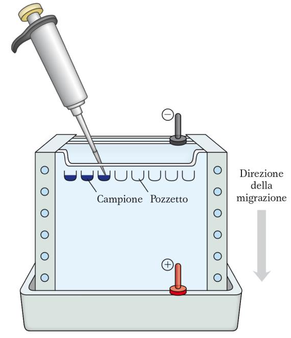 Elettroforesi denaturante in SDS (SDS-PAGE PolyAcrilamide Gel Electrophoresis) Per fare in modo che le proteine si separino solo per un principio (dimensione) esse vengono fatte reagire con il