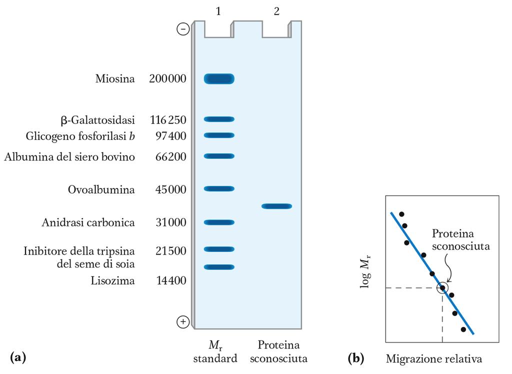 Visualizzazione delle bande proteiche Proteine di massa nota SDS-PAGE, la mobilità delle proteine è inversamente proporzionale alla