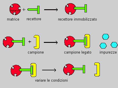 Cromatografia ad affinità Interazione specifica