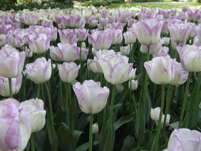 Fioritura di tulipani al castello di Pralormo. I colori sono stati ridotti a 256, senza apprezzabile degrado.