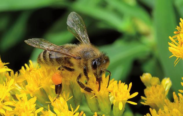 Le allergie al veleno di imenotteri Gli imenotteri sono un ordine che comprende oltre 100.000 specie di insetti, i più noti e comuni sono le api, le vespe ed i calabroni.