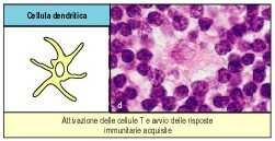 Cellule dendritiche Le cellule dendritiche sono caratterizzate dalla presenza di prolungamenti ramificati del citoplasma. Si distinguono due tipi cellulari, con origini e funzioni differenti: 1.