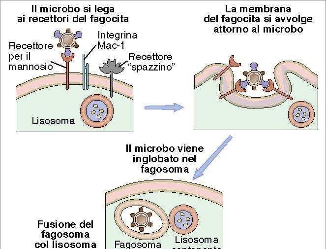 Fagocitosi ed