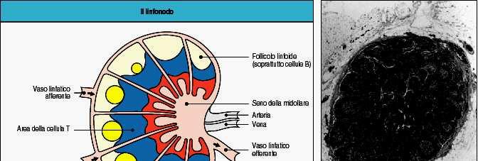 LINFONODO Nella corteccia sono presenti i follicoli provvisti di un centro germinativo, principale sede dei linfociti B.