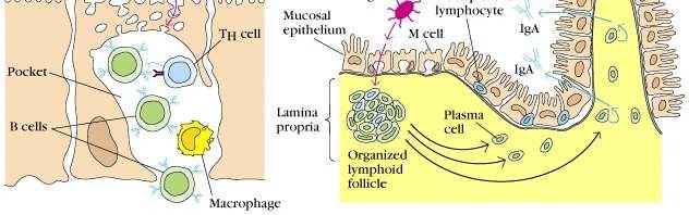 Follicoli linfatici isolati (presenti