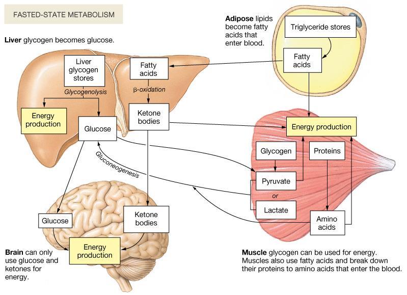 Integrazione del metabolismo energetico Le molecole prodotte e rilasciate nel sangue da un tessuto alterano il metabolismo di altri tessuti (es.