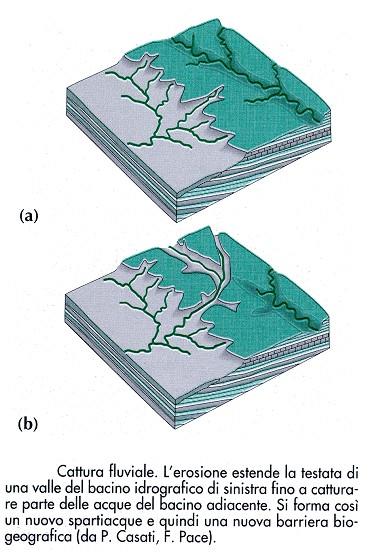 INTERPRETAZIONE DEI MODELLI DI DISTRIBUZIONE Passate connessioni dei corpi acquatici: Cattura fluviale.