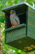 Ardeola ralloides Falco vespertinus Casmerodius albus Nycticorax nycticorax Lanius collurio Alcedo