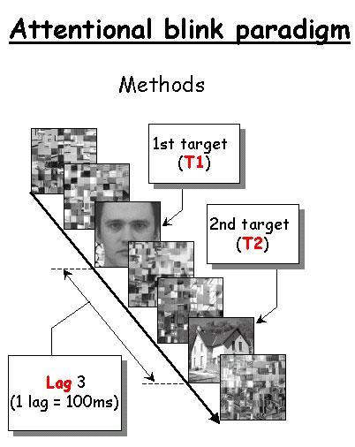 Il paradigma dell attentional blink Rapid serial visual presentation RSVP di sequenze di stimoli Manipolati: SOA e numero di distrattori tra T1 e T2