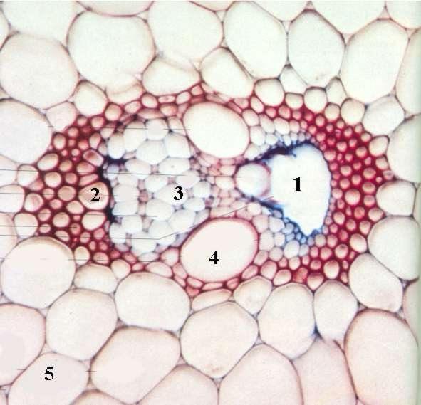 LA FORMA NEI VARI TIPI DI CELLULE NEI VEGETALI (I) Anche tra i vegetali si possono individuare tipi cellulari differenti, la cui forma è legata alla funzione svolta Le cellule vegetali si distinguono