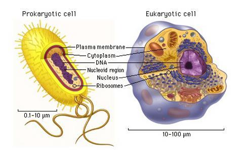 DIVERSITÀ DI FORMA E FUNZIONE NELLE CELLULE (I) Confrontando una cellula procariotica e una eucariotica è evidente la