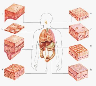 LA FORMA NEI VARI TIPI DI CELLULE NEGLI ANIMALI (I) Le cellule epiteliali: rivestono la superficie esterna di