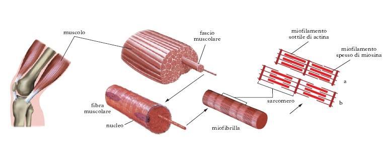 LA FORMA NEI VARI TIPI DI CELLULE NEGLI ANIMALI (III) Le cellule muscolari: formano le miofibrille, fibre fusiformi contenenti le proteine contrattili