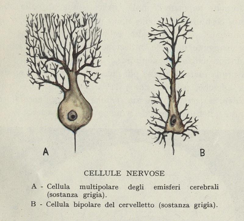 LA FORMA NEI VARI TIPI DI CELLULE NEGLI ANIMALI (IV) Le cellule sensoriali: hanno sviluppato strutture speciali (per esempio le ciglia) adatte al tipo di segnale fisico o chimico che