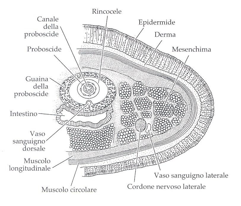 PARETE CORPOREA Con epidermide,