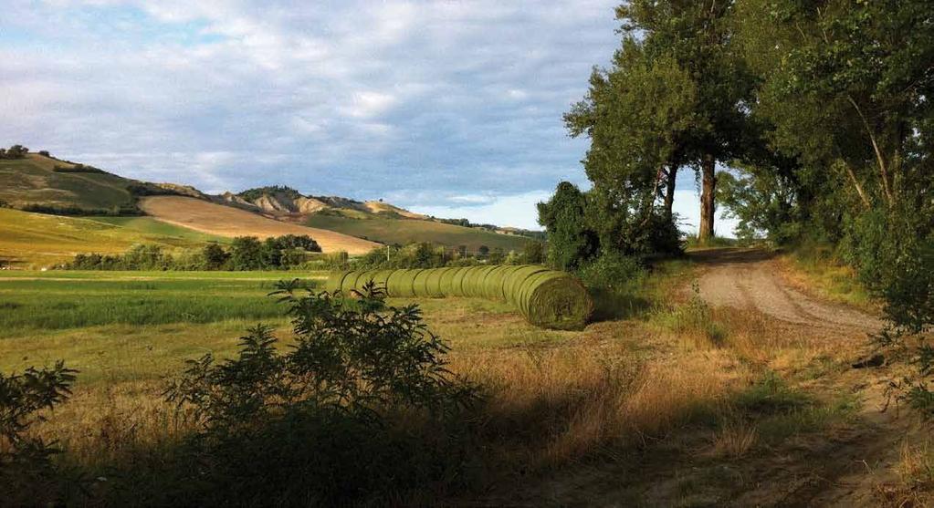 Un foraggio che in queste zone dell Emilia Romagna è di prima qualità.