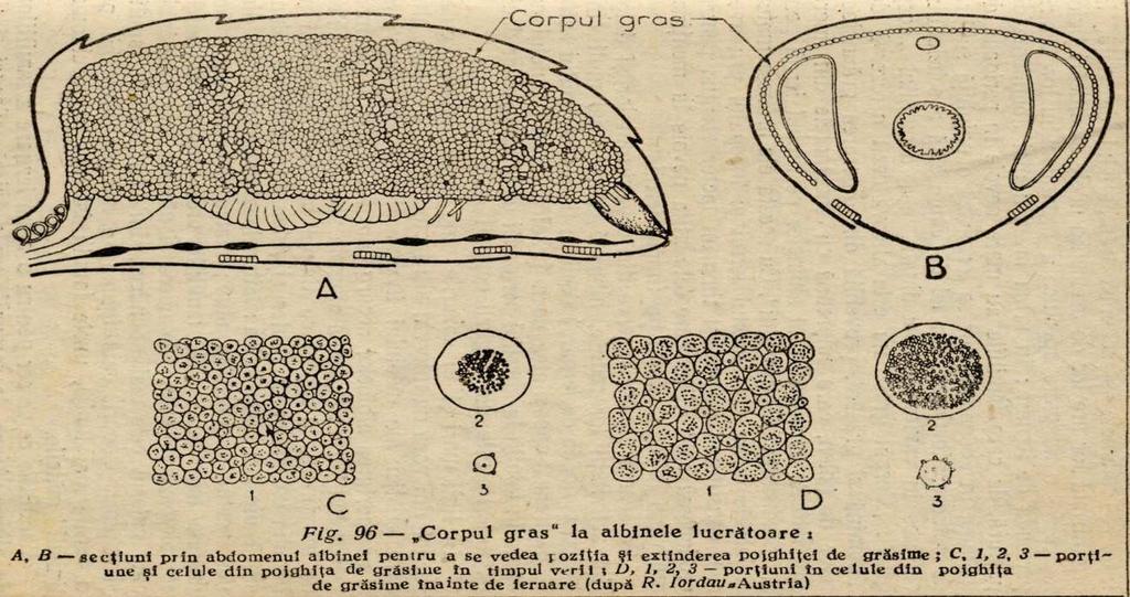 Qual è il motore di quella macchina che abbiamo visto all inizio CORPO GRASSO Corpo grasso (aspettativa di vita dell ape legata per il 56% a questo tessuto Maurizio et al 1961) Tratto da una