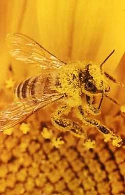 Università di Udine Soluzione ottimale: inserire favi con polline ( pane delle api ) Il polline una volta immagazzinato nei favi