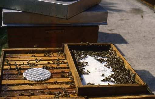 Appetibilità molto buona: soia fioccata o concentrato di farina di soia finemente macinato con grassi (solo)