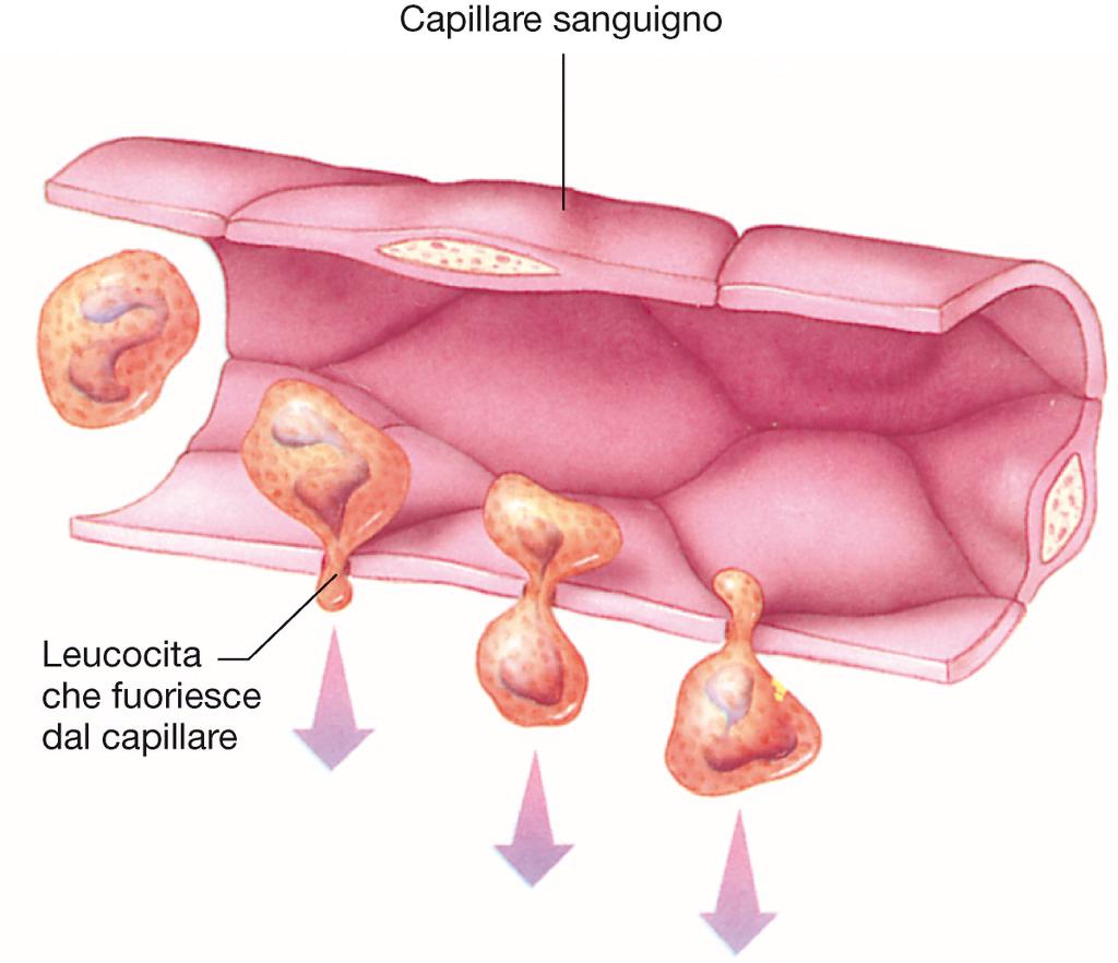 EMIGRAZIONE DEI LEUCOCITI