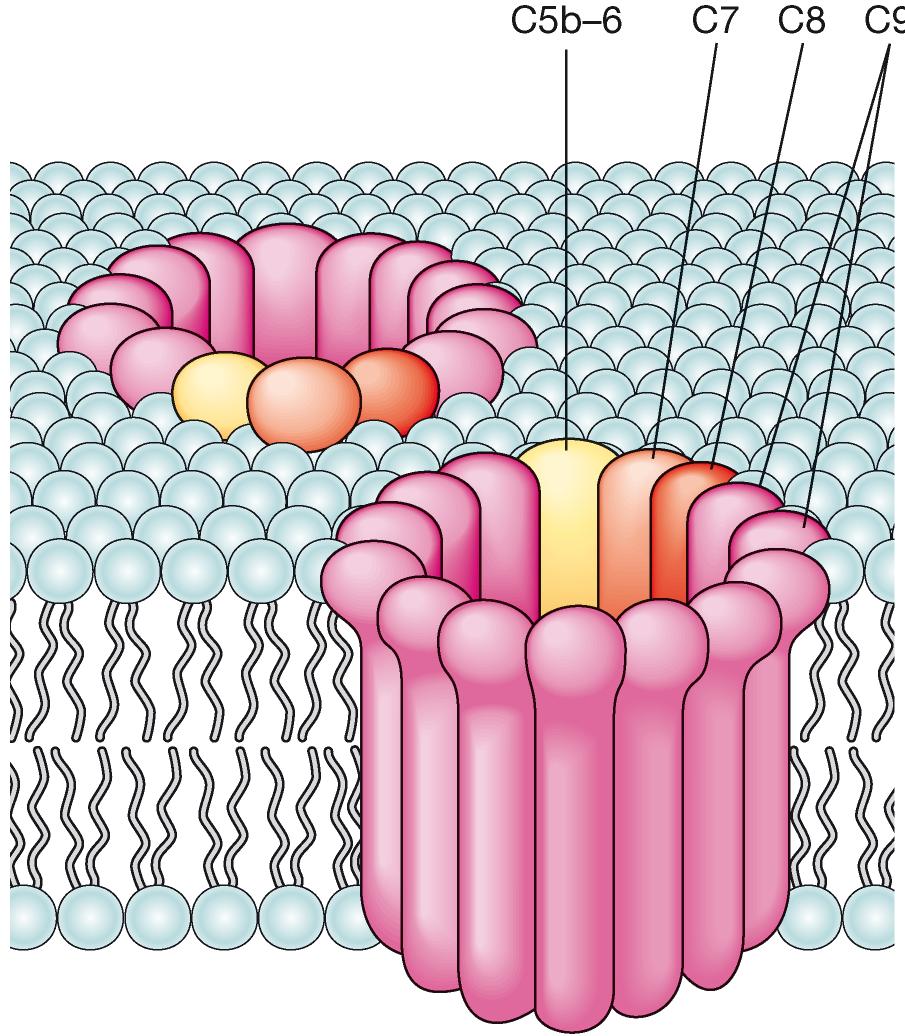 Formazione del Complesso di attacco alla membrana (MAC) che si lega alle