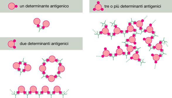 Le caratteristiche funzionali degli anticorpi Le cellule B effettrici possono secernere Ab mentre sono