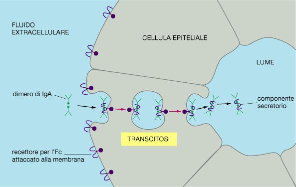 Le IgA sono dimeriche nelle secrezioni (saliva, lacrime,