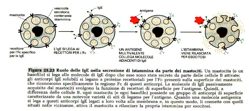 IgE Meccanismo di degranulazione mastociti/basofili La produzione di IgE è stimolata da una particolare sottopopolazione di linfociti T helper IgD Esistono solo adese alla membrana