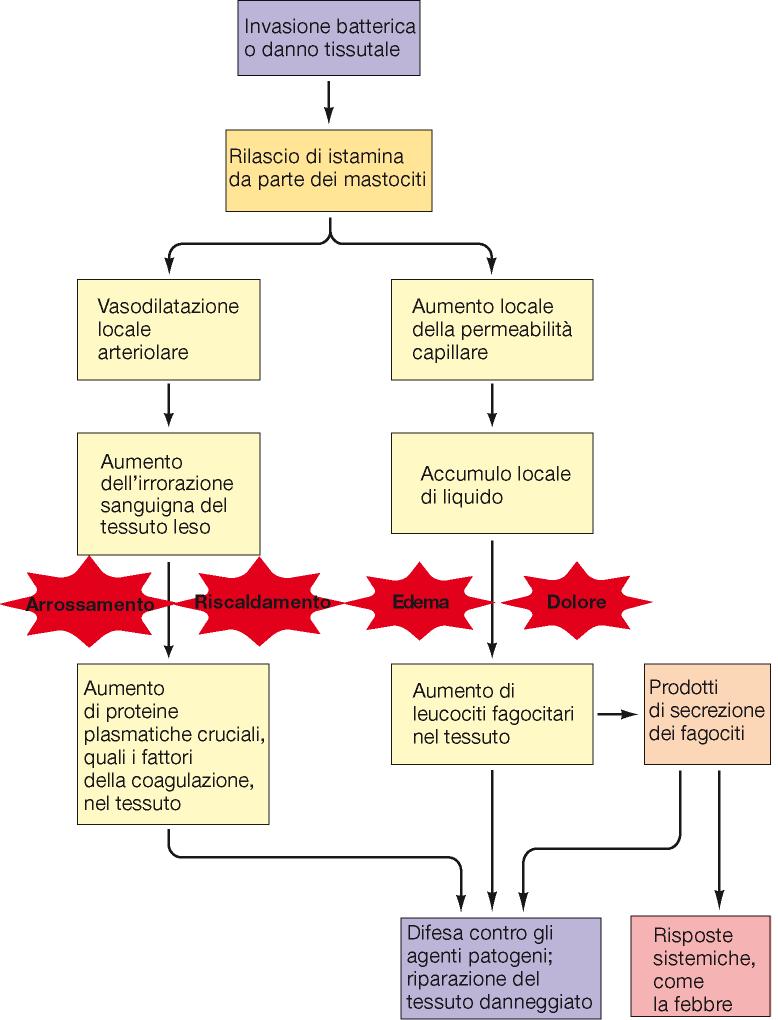 INFIAMMAZIONE: serie di eventi innati e aspecifici attivati da invasione batterica o danno tissutale, il cui obiettivo è quello di fare arrivare fagociti e proteine plasmatiche che possano: Isolare,