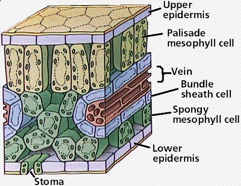 C3 and C4 CELLULE