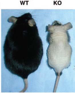 VDR Null Mice Total alopecia, Increased sensitivity to autoimmune diseases such as inflammatory bowel disease or type 1 diabetes after exposure to predisposing factors.