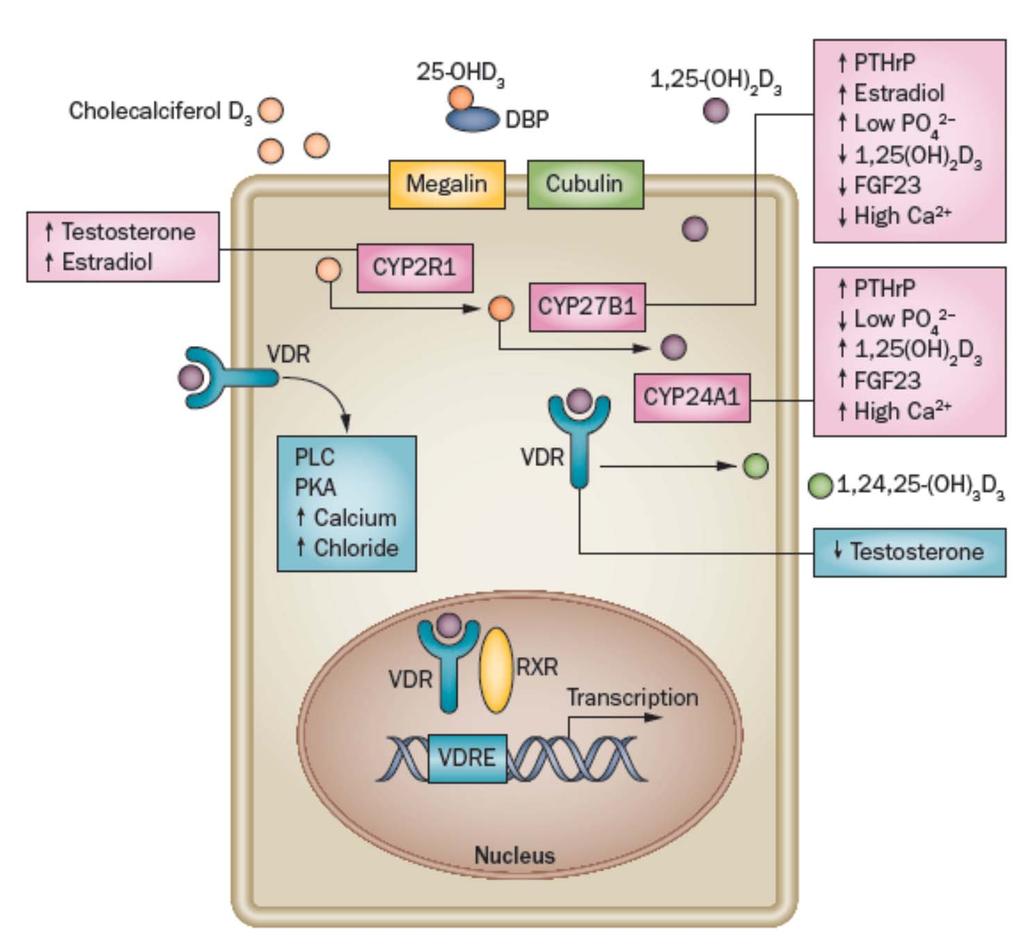 Vitamina D negli organi