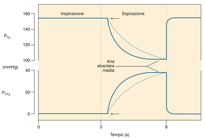 Calcolo dello spazio morto alveolare