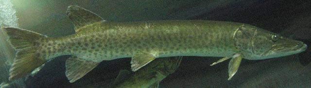 Esox