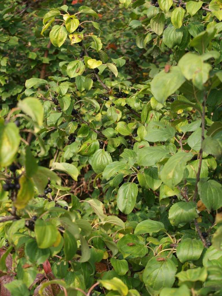 Rhamnus