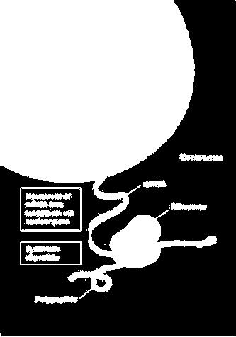 La sintesi proteica (nota anche come traduzione genica) costituisce il processo in cui l'informazione contenuta nel DNA dei geni viene convertita in proteine che svolgono nella cellula un'ampia gamma