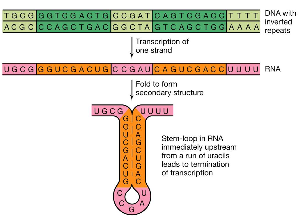 Strutture a forcina nel DNA Terminatori rho-indipendenti Terminatori: sequenze ripetute ed invertite sequenza centrale non invertita Strutture, dette strutture a forcina o stem-loop, si formano per