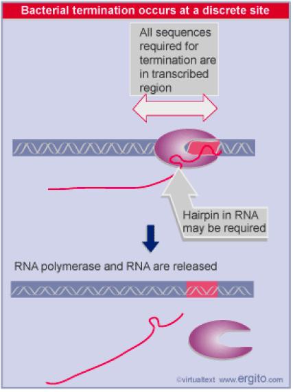 Nei procarioti esistono due tipi di terminatori: L'oleoenzima termina la trascrizione senza l'intervento di fattori esterni.