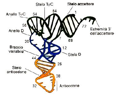 trna 60 tipi diversi (uno o più trna per ogni aa) Molecole corte a singola elica con ampie