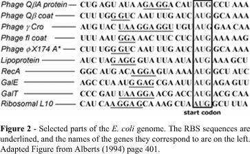 Formilmetionina: il gruppo amminico (NH 2 ) è bloccato da un gruppo formilico (CHO) Üpuò essere usata solo all'inizio della proteina (Azione di deformilasi e aminopeptidasi) RBS: sito di legame ai