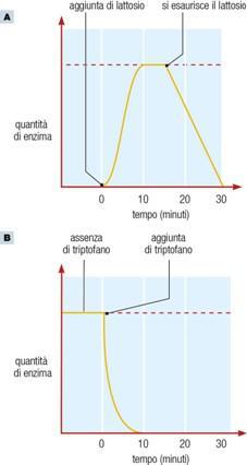 Regolazione genica Nei procarioti il controllo è In E.