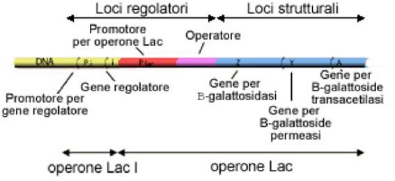 Regolazione della sintesi di β-galattosidasi lacy codifica per una permeasi per l'ingresso del lattosio nella cellula.
