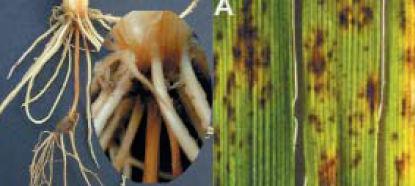 basale e maculatura bruna da Helmintosporium sativum(spot blotch).